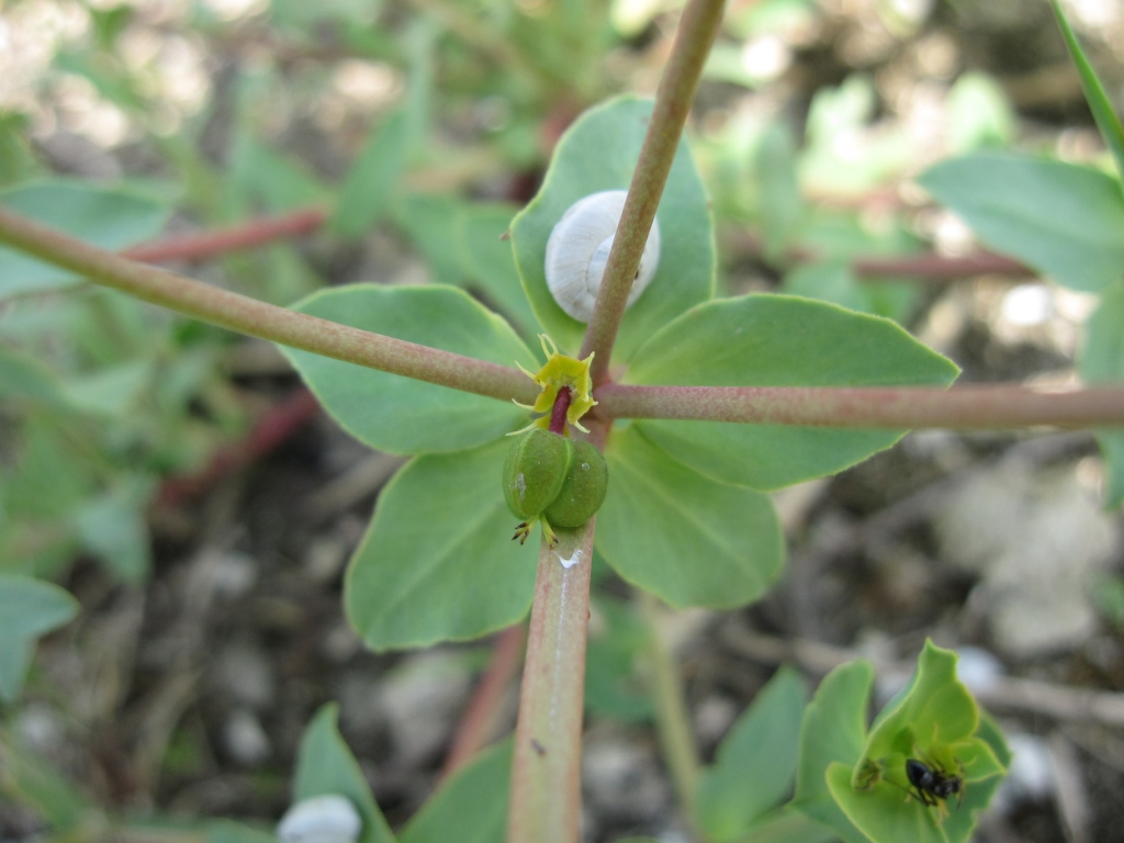 Euphorbia terracina